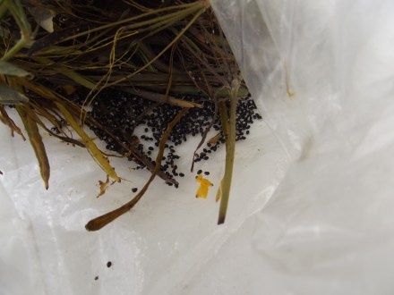 Graines de Chélidoine