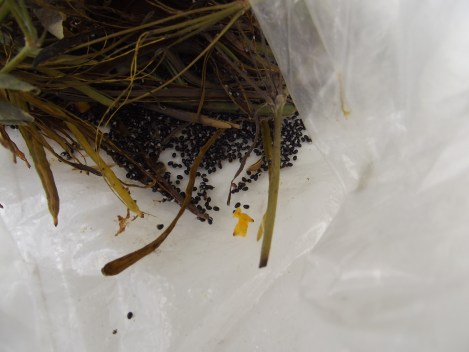 Graines de Chélidoine