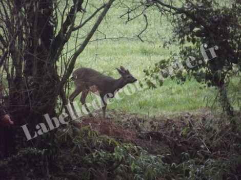 chevreuil-potager-2