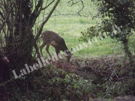 chevreuil-potager-3
