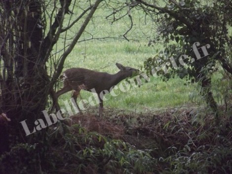 chevreuil-potager-4