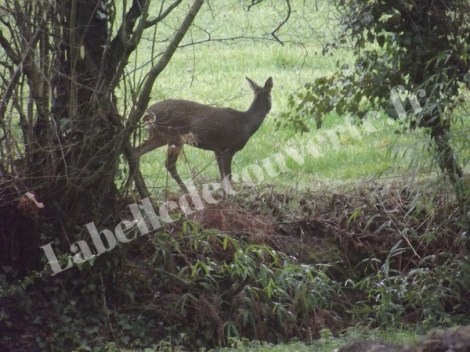 chevreuil-potager-5
