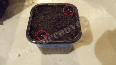 aubergine-barbentane-semis-2016