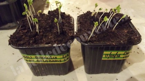 chou-brocoli-verte-calabrais-semis-2016