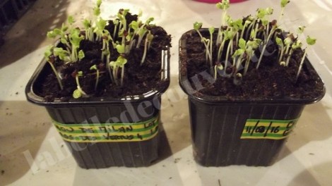 chou-milan-gros-vertus-4-semis-2016