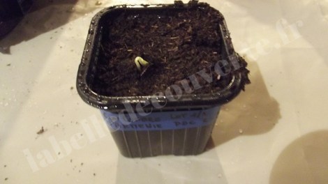 concombre-melon-armenie-semis-2016-1