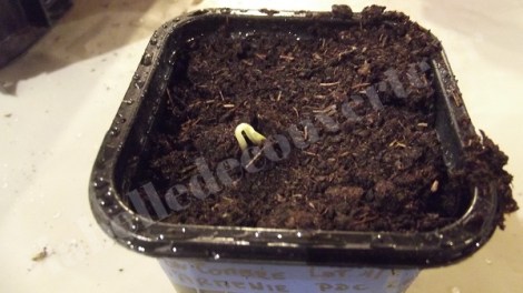 concombre-melon-armenie-semis-2016-2