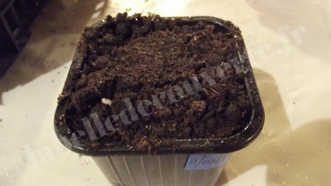 concombre-melon-armenie-semis-2016-3