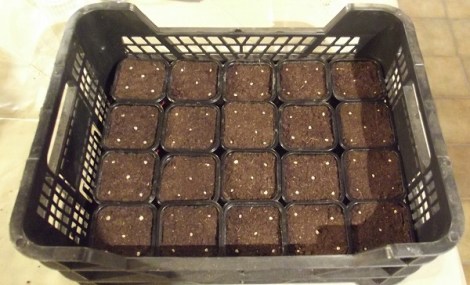 semis-graines-2016-2