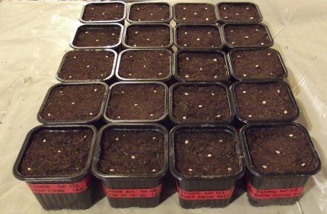 semis-graines-2016-3