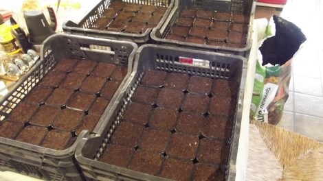 semis-graines-2016-4