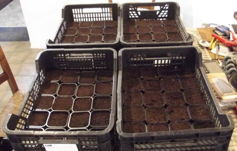 semis-graines-2016-6