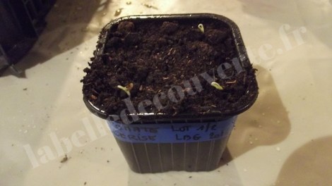 tomate-cerise-semis-2016-2