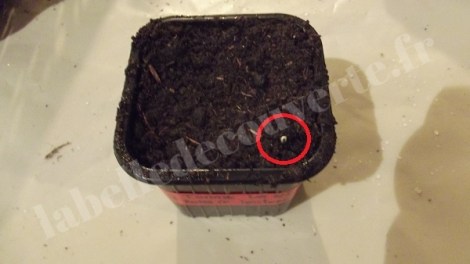 tomate-roma-semis-2016